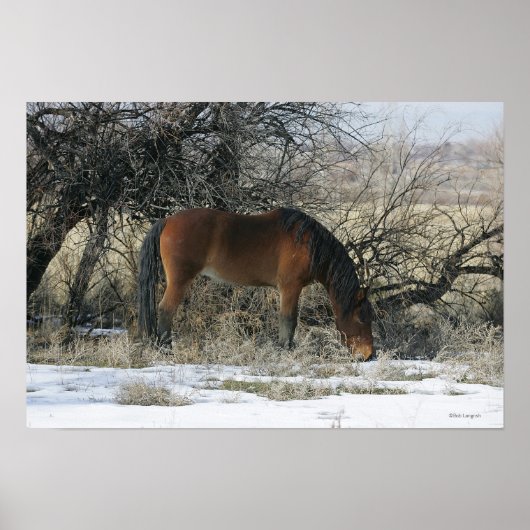 Wild Mustang Horse in de sneeuw 1 Poster (Voorkant)