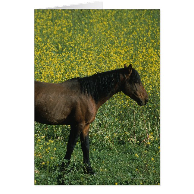 Wild Mustang Horse in Flowers (Voorkant)