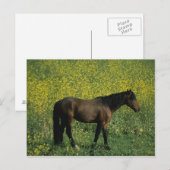 Wild Mustang Horse in Flowers Briefkaart (Voorkant / Achterkant)