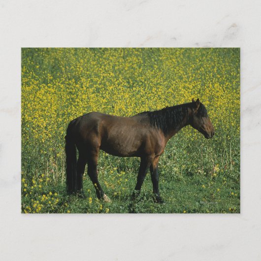Wild Mustang Horse in Flowers Briefkaart (Voorkant)