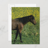 Wild Mustang Horse in Flowers Briefkaart (Voorkant / Achterkant)