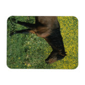 Wild Mustang Horse in Flowers Magneet (Horizontaal)