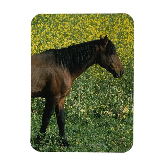 Wild Mustang Horse in Flowers Magneet (Verticaal)