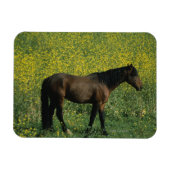 Wild Mustang Horse in Flowers Magneet (Horizontaal)