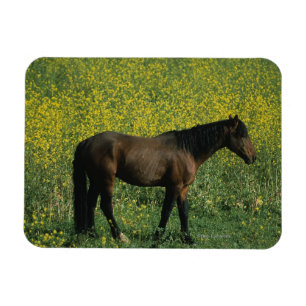 Wild Mustang Horse in Flowers Magneet