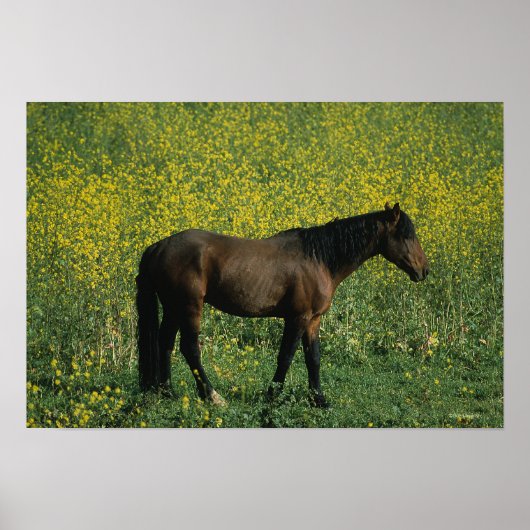 Wild Mustang Horse in Flowers Poster (Voorkant)