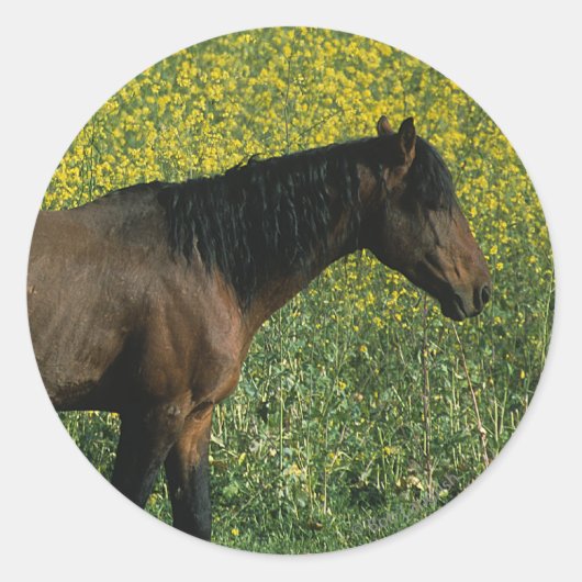 Wild Mustang Horse in Flowers Ronde Sticker (Voorkant)