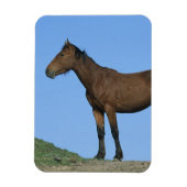 Wild Mustang Horse Magneet (Verticaal)