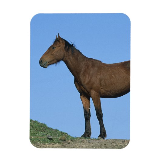 Wild Mustang Horse Magneet (Verticaal)