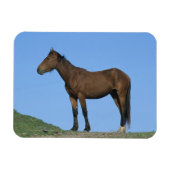 Wild Mustang Horse Magneet (Horizontaal)