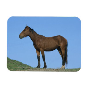 Wild Mustang Horse Magneet