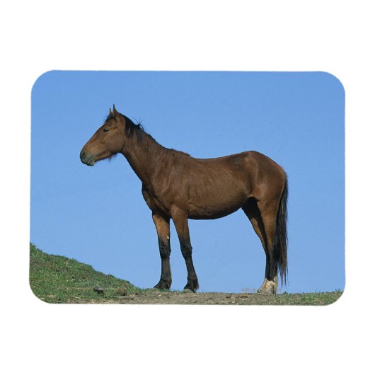 Wild Mustang Horse Magneet (Horizontaal)