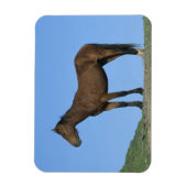 Wild Mustang Horse Magneet (Verticaal)