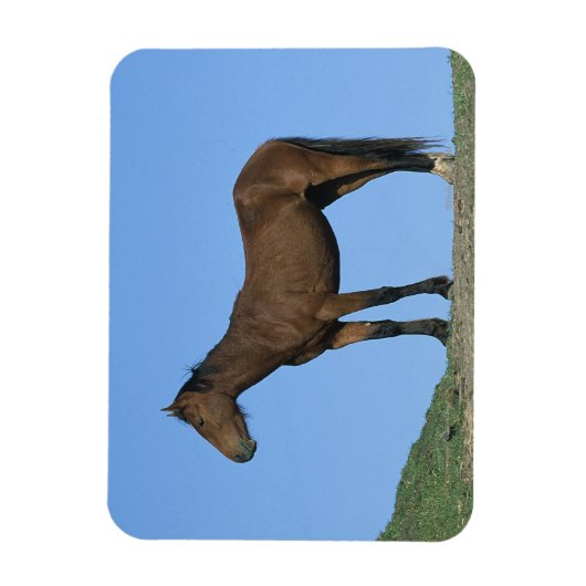 Wild Mustang Horse Magneet (Verticaal)