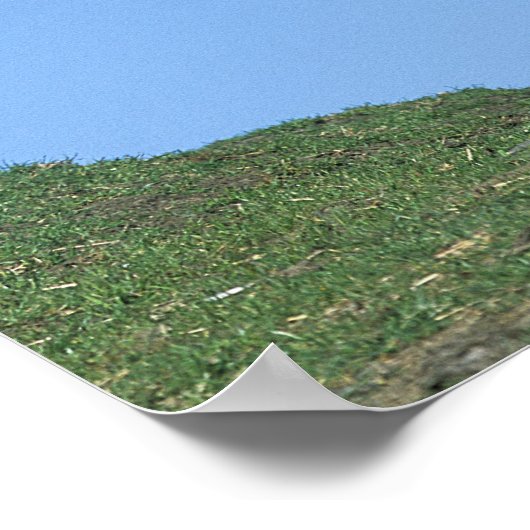 Wild Mustang Horse Poster (Hoek)