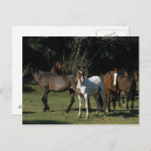Wild Mustang Horses 1 Briefkaart (Voorkant / Achterkant)