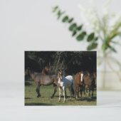 Wild Mustang Horses 1 Briefkaart (Staand voorkant)