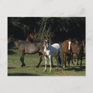 Wild Mustang Horses 1 Briefkaart