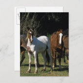 Wild Mustang Horses 1 Briefkaart (Voorkant / Achterkant)
