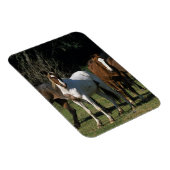 Wild Mustang Horses 1 Magneet (Rechterzijde)