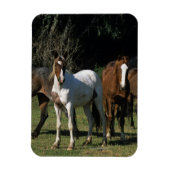 Wild Mustang Horses 1 Magneet (Verticaal)