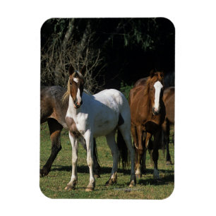 Wild Mustang Horses 1 Magneet