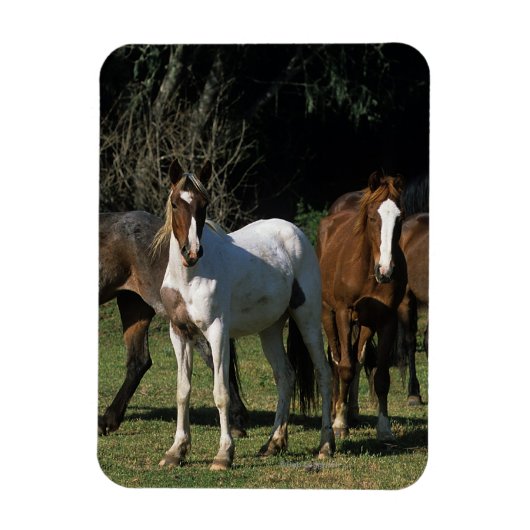 Wild Mustang Horses 1 Magneet (Verticaal)