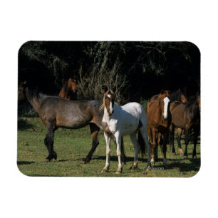 Wild Mustang Horses 1 Magneet