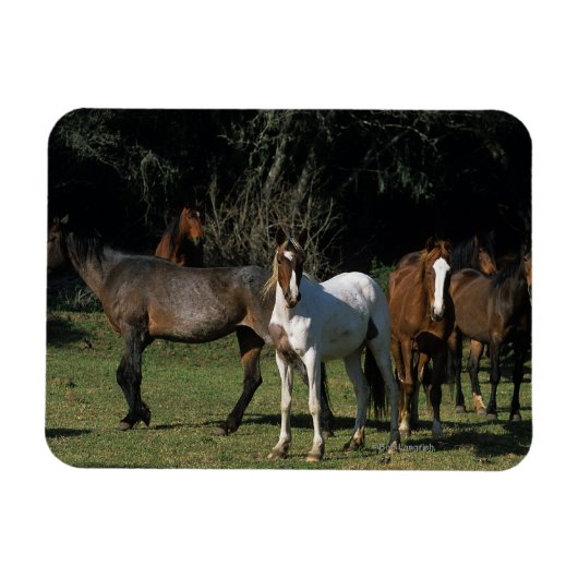 Wild Mustang Horses 1 Magneet (Horizontaal)