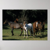Wild Mustang Horses 1 Poster (Voorkant)