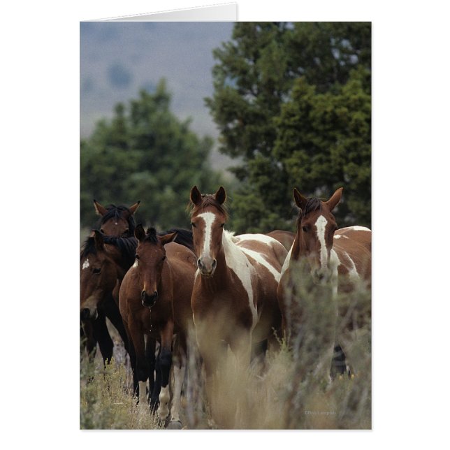 Wild Mustang Horses 2 (Voorkant)