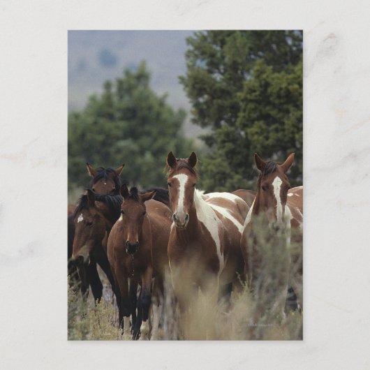 Wild Mustang Horses 2 Briefkaart (Voorkant)