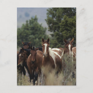 Wild Mustang Horses 2 Briefkaart