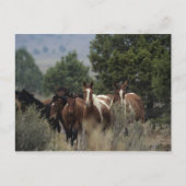 Wild Mustang Horses 2 Briefkaart (Voorkant)