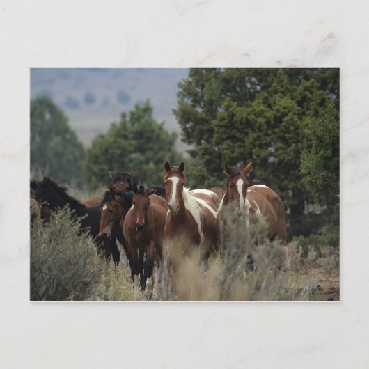 Wild Mustang Horses 2 Briefkaart (Voorkant)
