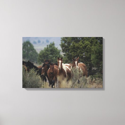 Wild Mustang Horses 2 Canvas Afdruk (Voorkant)