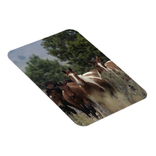 Wild Mustang Horses 2 Magneet (Rechterzijde)