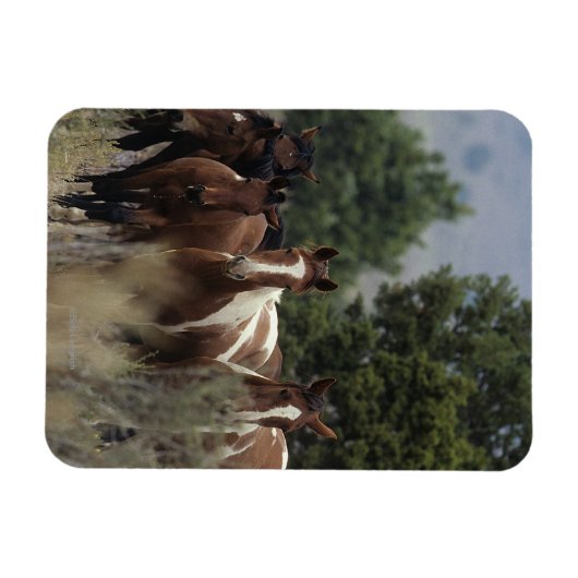 Wild Mustang Horses 2 Magneet (Horizontaal)