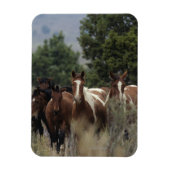 Wild Mustang Horses 2 Magneet (Verticaal)