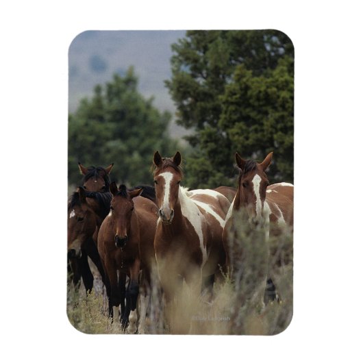 Wild Mustang Horses 2 Magneet (Verticaal)