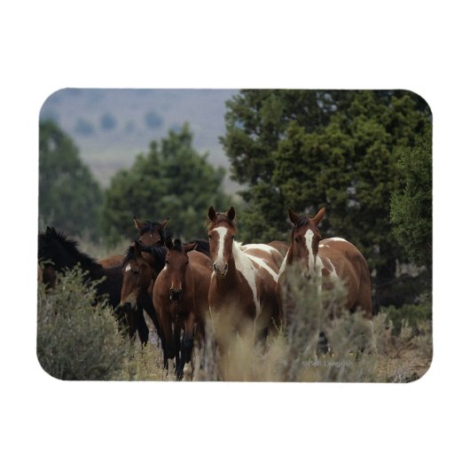 Wild Mustang Horses 2 Magneet (Horizontaal)