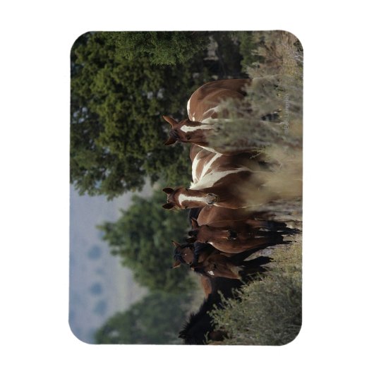 Wild Mustang Horses 2 Magneet (Verticaal)