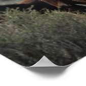 Wild Mustang Horses 2 Poster (Hoek)