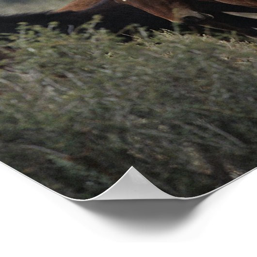 Wild Mustang Horses 2 Poster (Hoek)