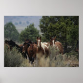 Wild Mustang Horses 2 Poster (Voorkant)