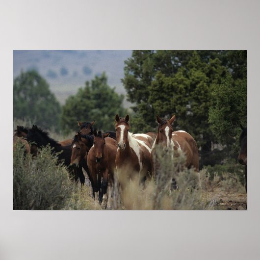 Wild Mustang Horses 2 Poster (Voorkant)