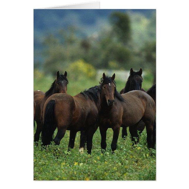 Wild Mustang Horses 3 (Voorkant)