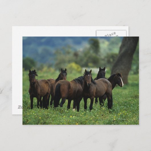 Wild Mustang Horses 3 Briefkaart (Voorkant / Achterkant)