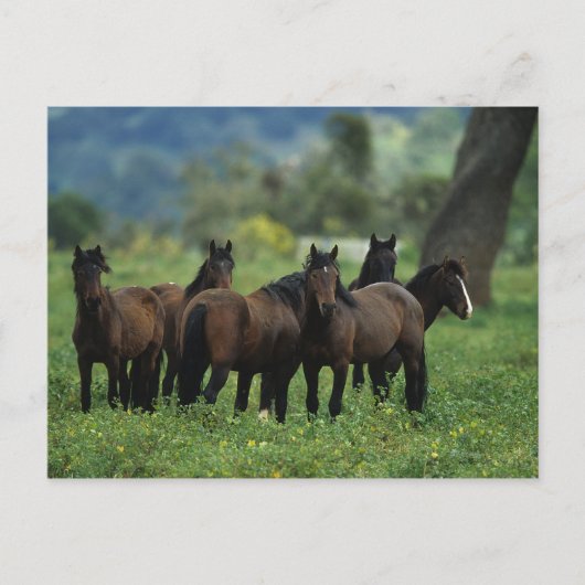 Wild Mustang Horses 3 Briefkaart (Voorkant)