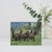 Wild Mustang Horses 3 Briefkaart (Staand voorkant)
